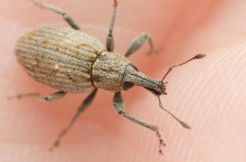Réf. 302 400 : Graptus nictitans singularis